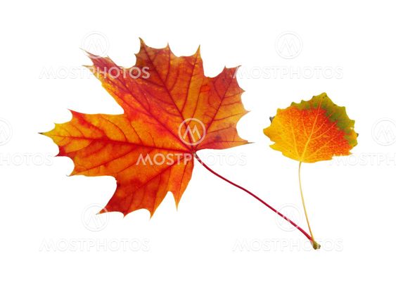 Maple leaf 08