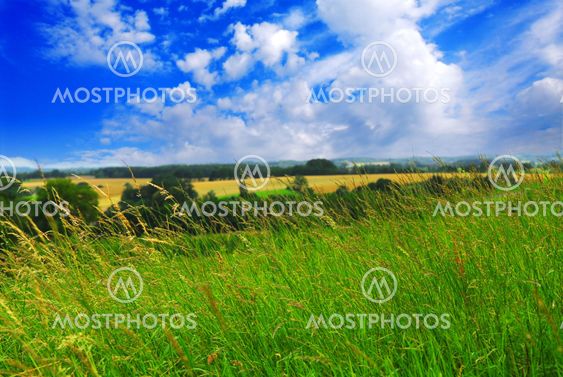 Summer landscape