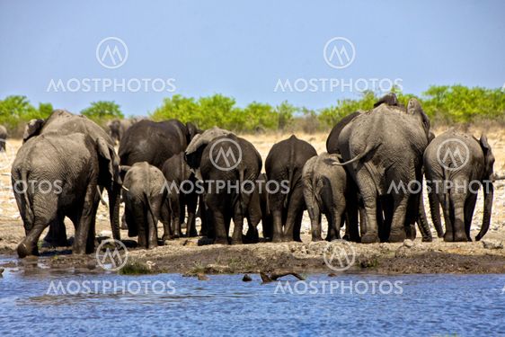 a group of elephant near a waterhole at etosha national park
