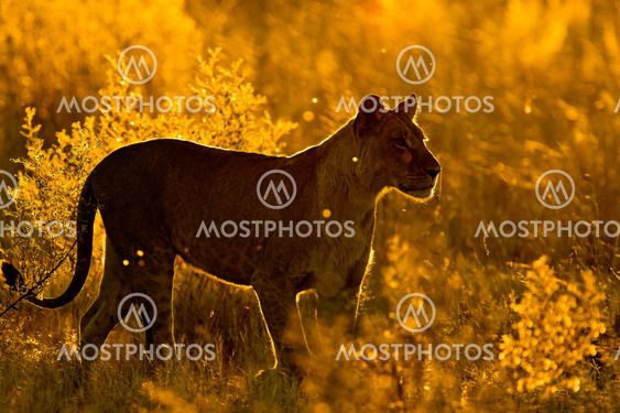 lion the king of the jungle of Tanzania