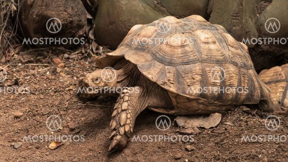 African Spurred Tortoise