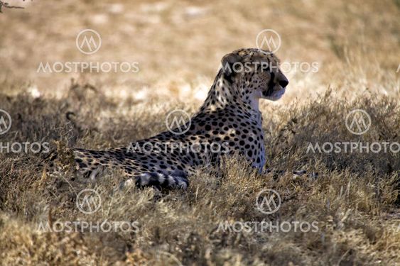 cheetah in the grass at etosha national park namibia