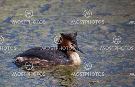 Great Crested Grebe