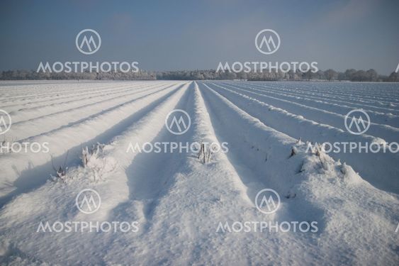 Asparagus field in the snow
