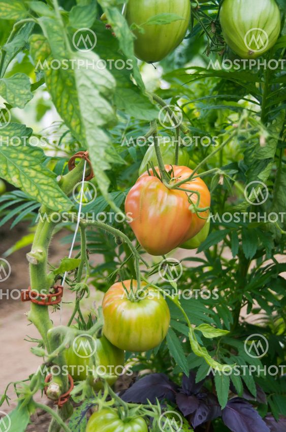 Tomato plant