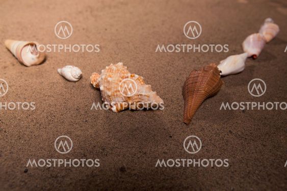sea shells with sand as background