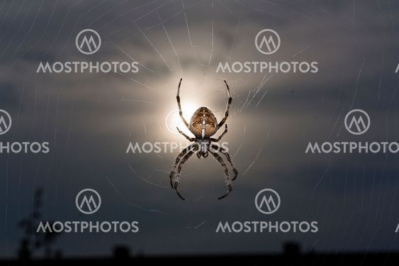 Spider