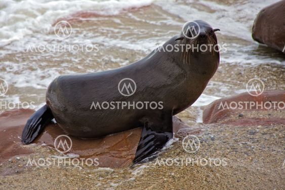 fur seal on the beach at cape cross seal reserve namibia near the skeleton coast