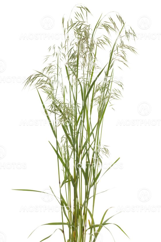 Bromus tectorum