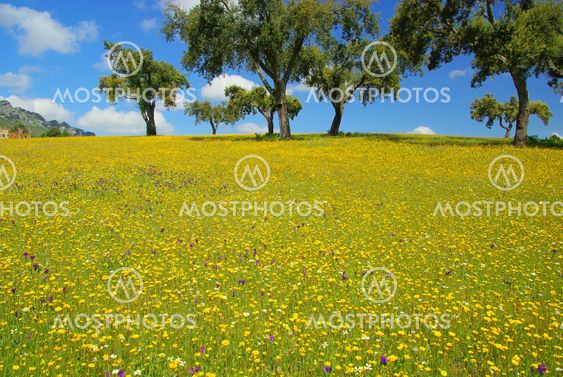 Wiese mit Korkeichen - meadow and cork oaks 13