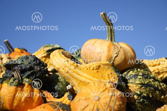 Tuoreen pumpkins