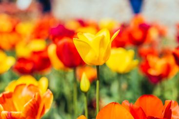 Tulip. Beautiful bouquet of tulips. colorful tulips.