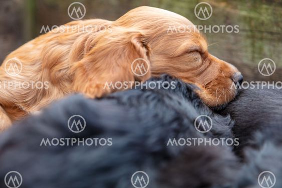 dogs sleeping outside