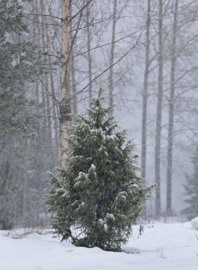 A small juniper tree standing in snowdrift 