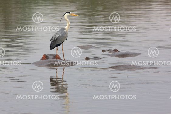 Heron på Hippo