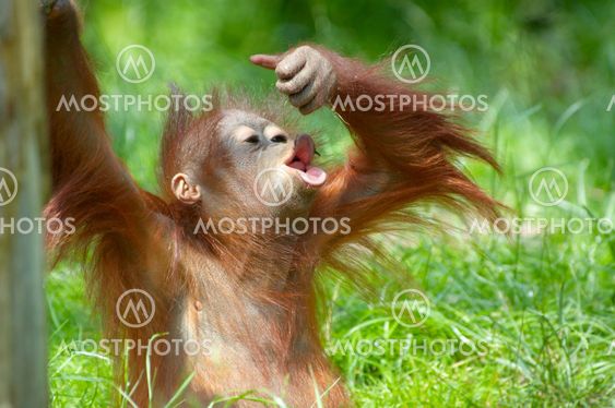 cute baby orangutan