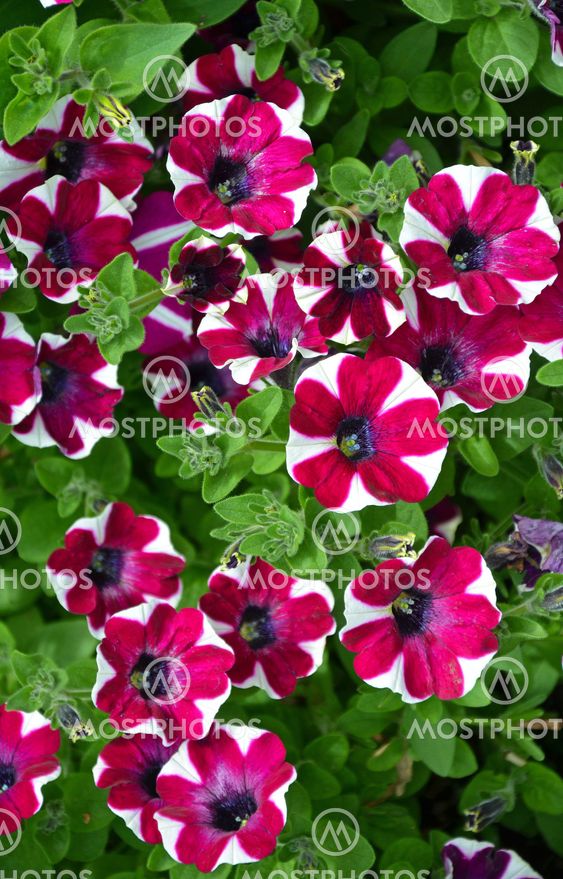 Red and white striped petunias