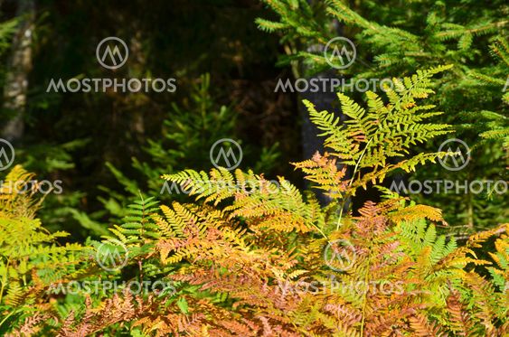 Shiny autumn fern