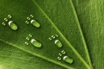Water footprints on leaf