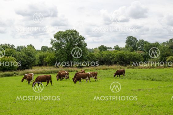 Grazing milk cows