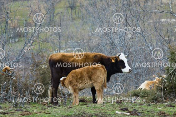 Brown cow and calf suckling in a prairie