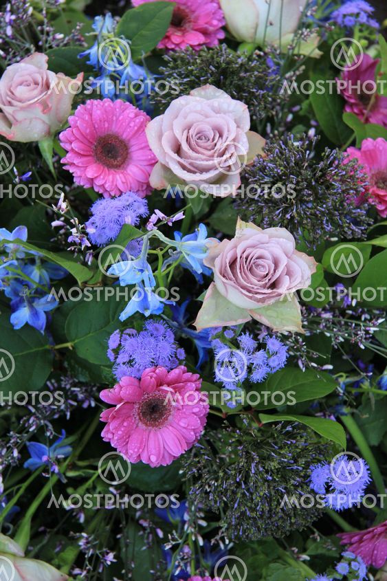 lilla steg og lyserøde gerbera