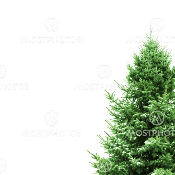 Green Christmas tree with copy space