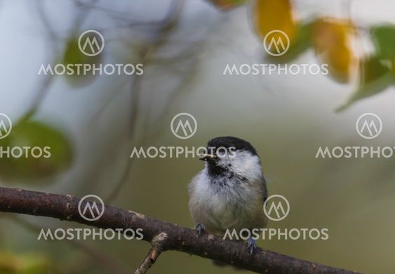 Willow tit