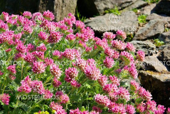 Wundklee - Anthyllis montana 02