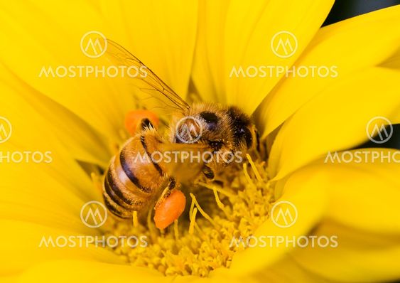 Bee at work again