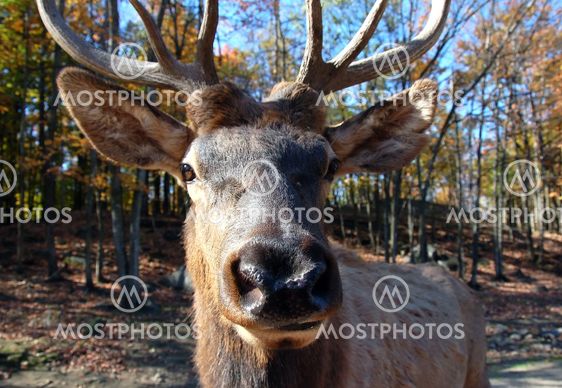 Elk (Cervus canadensis) in autumn