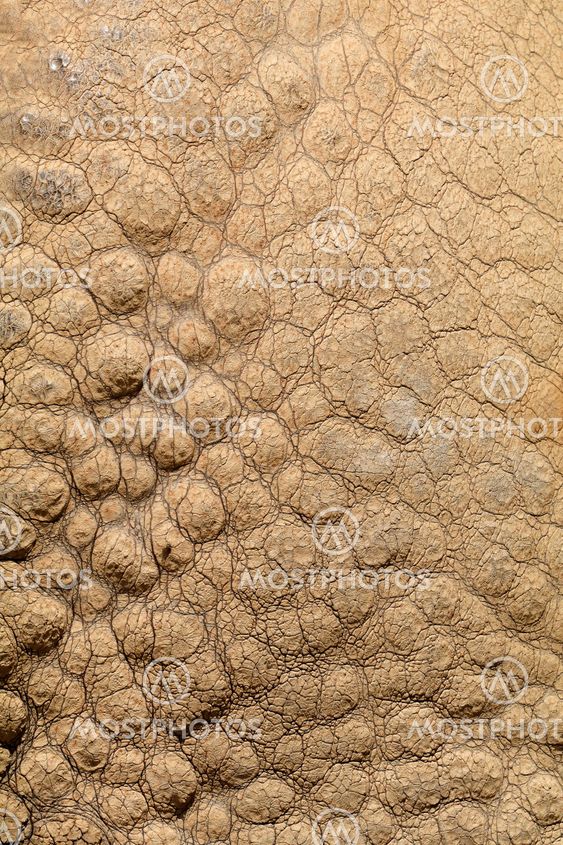Skin background of an Indian rhinoceros
