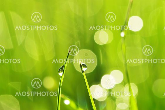Morning grass
