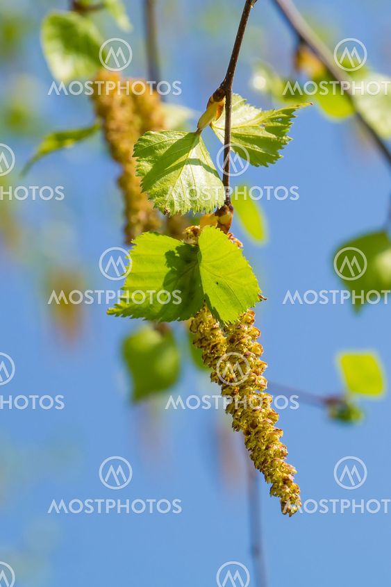 Birch inflorescences
