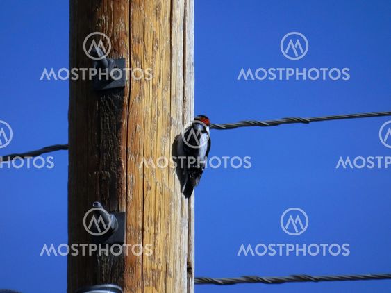 Downy woodpecker