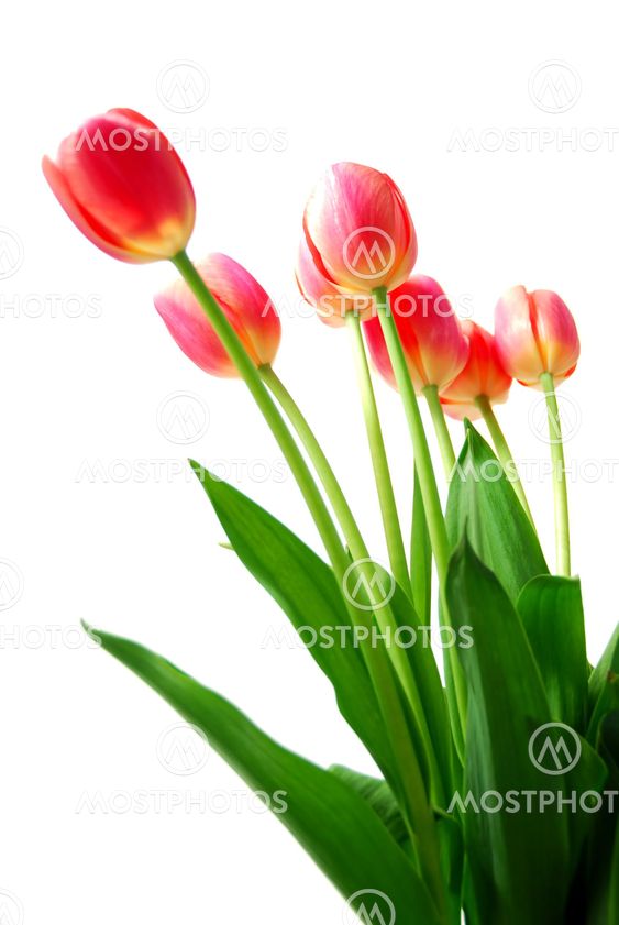 Pink tulips