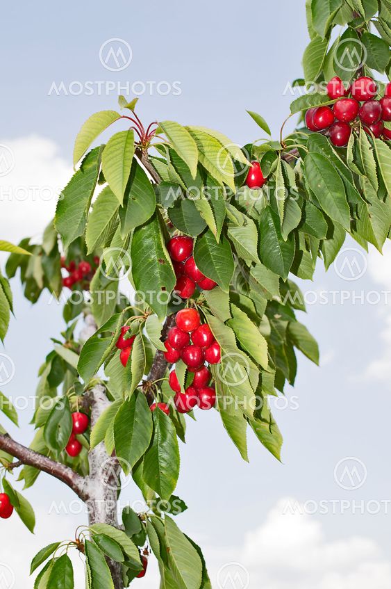 Cherries on Branch