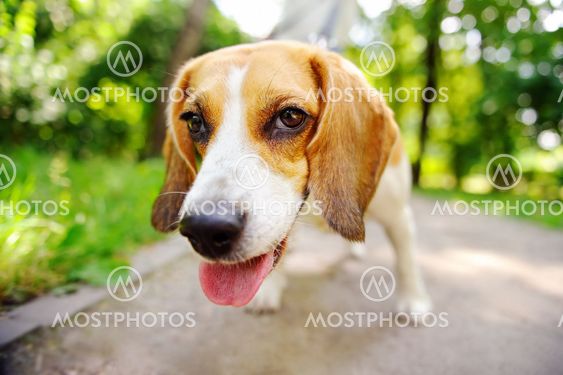 Funny active Beagle dog