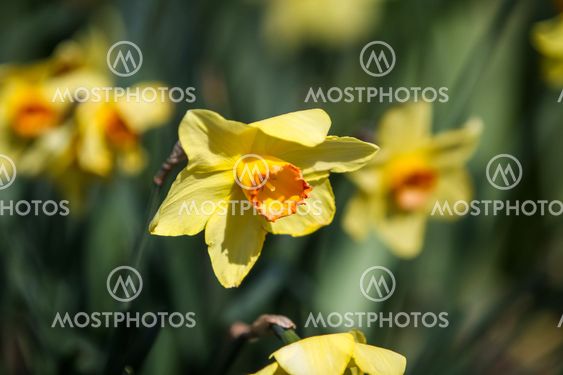 Daffodils