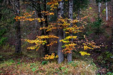 Colorful autumn leaves on forest tree. Fall season,...