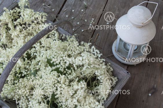 Elderflowers collect