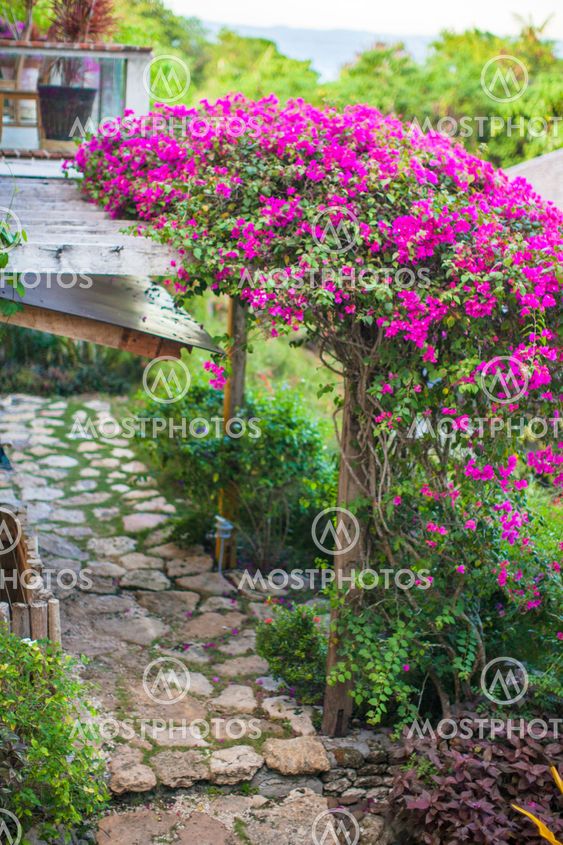 Nice view of flower garden in a cozy little hotel