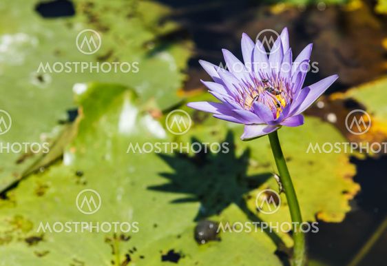 Thai lotus
