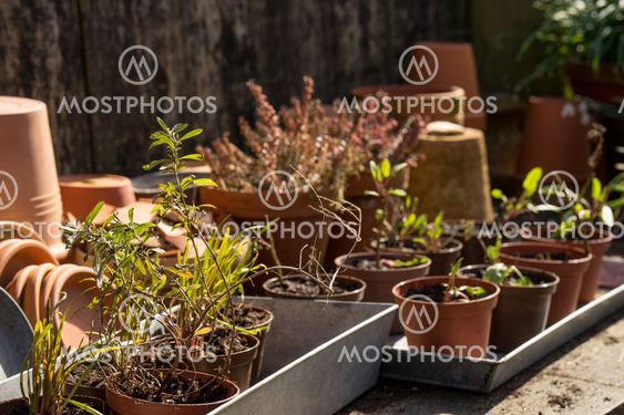 romantic idyllic plant table in the garden with old retro...