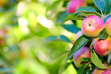 Growth, harvest and organic apples on tree outdoor in...