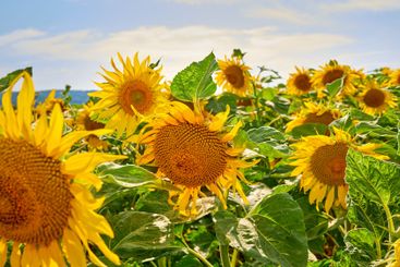 Sunflowers, color and plants in environment, floral and...