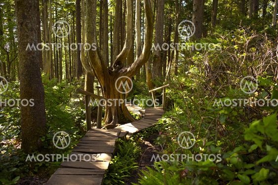 Rainforest Trail