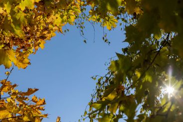 yellow maple foliage on branches in sunny autumn weather