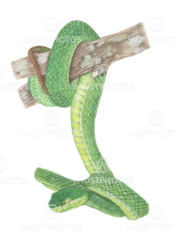 Green-Pit-Viper