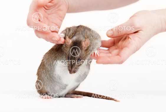 Rat on a white background